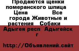 Продаются щенки померанского шпица › Цена ­ 45 000 - Все города Животные и растения » Собаки   . Адыгея респ.,Адыгейск г.